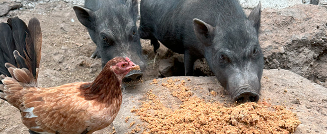 animales de granja